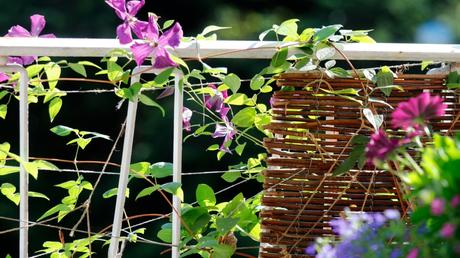 Clematis als Kletterpflanze: Bienenfreundlich und passt auf jeden Balkon!