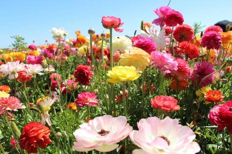10 beliebte Sommerblumen für Ihren Garten