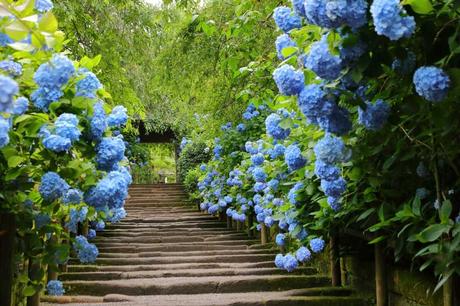 Blaue Hortensien durch Hortensiendünger erzielen