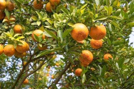 Orangenbaum mediterrane Früche
