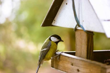 Vögel nicht mit falschem Futter füttern
