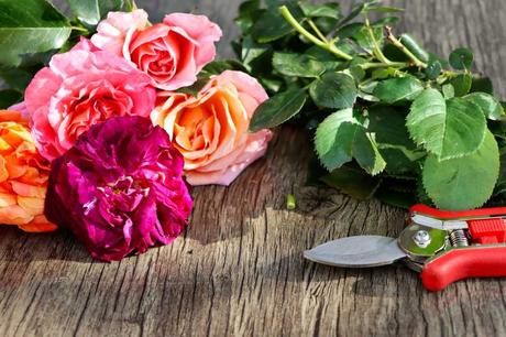 Geschnittene Rosen auf einem Tisch mit Rosenschere