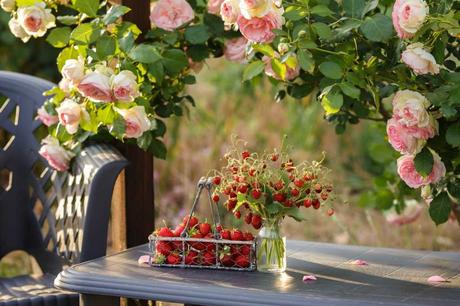 Rosen im Garten mit Erdbeeren auf dem Tisch