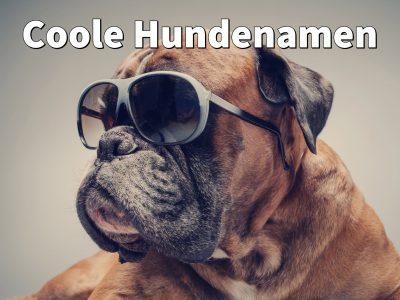 Coole Hundenamen: weibliche, männliche Namen für Rüde & Hündin