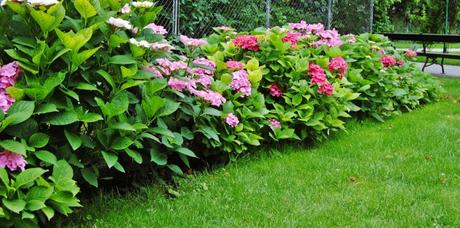 Hortensien im Garten in verschiedenen Farben