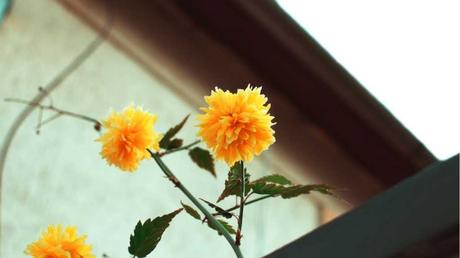Kerrie Pleniflora (Ranunkelstrauch) mit gelben Blüten
