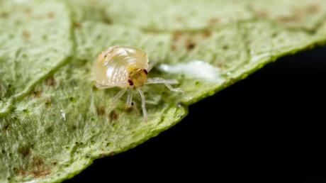 5 schnelle und effektive Methoden zum Spinnmilben bekämpfen