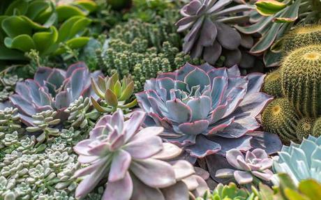 Vorgarten mit vielen Sukkulenten