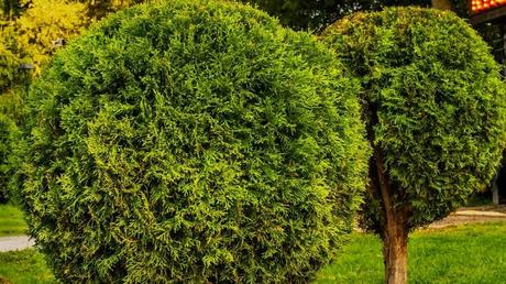 Drei Kugelbäume im Garten