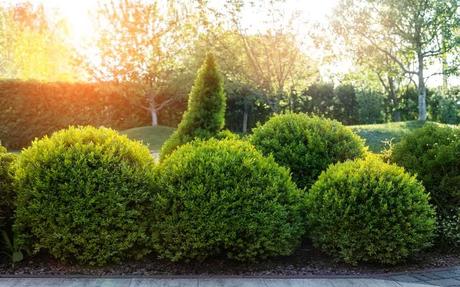 Immergrüne Pflanzen decken den Vorgarten auf