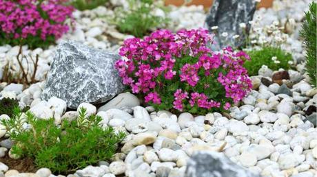 Steingarten mit Blumen