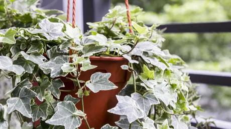 Hängende pflanze im Vorgarten