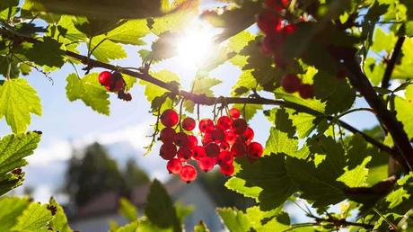Johannisbeeren (Ribes rubrum)