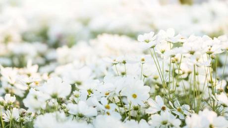 Weiße Blumen: 15 Blumen, die weiß blühen