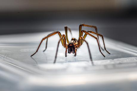 Spinnenfänger Test 2021: Vergleich der besten Spinnenfänger