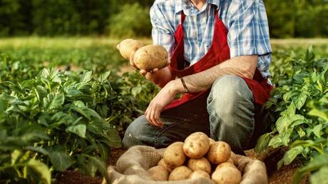 Mann mit Kartoffeln in der Hand im Garten