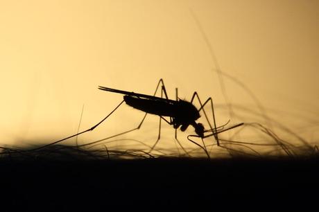 Mückenfalle Test 2021: Vergleich der besten Mückenfallen
