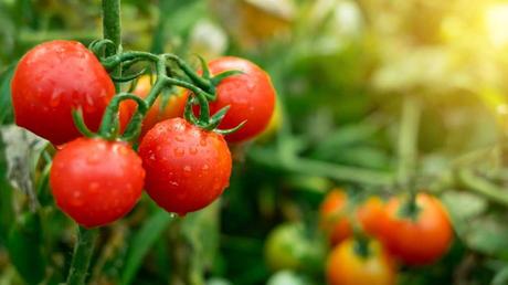 Gewässerte und gut gepflegte Tomaten