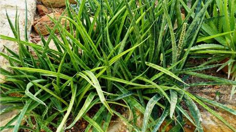 Kenya Hyacinth Sukkulente auf Erde