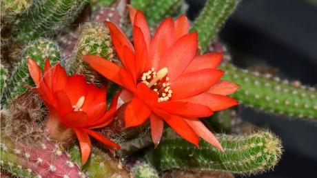 Peanut Kaktus Sukkulente mit roter Blüte
