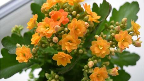 Flammendes Kätchen Sukkulente mit orangenen Blüten