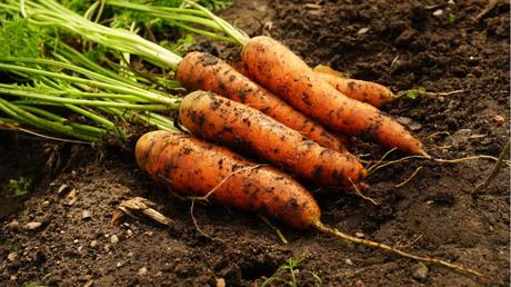Karotten liegen auf Erde