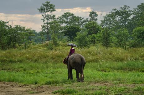 Der Chitwan Nationalpark in Nepal– Der letzte Rückzugsort des Nashorns