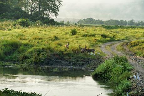 Der Chitwan Nationalpark in Nepal– Der letzte Rückzugsort des Nashorns