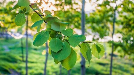 Zitterpappel Baum Blätter an Ast
