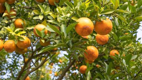 Orangenbaum mit Orangen