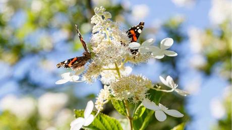 Schmetterlings-Hortensie im Garten mit zwei Schmetterlingen