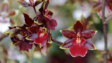 Cambria Orchidee Pflanze im Garten