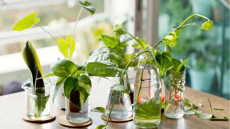 Pflanzen in Glas mit Wasser