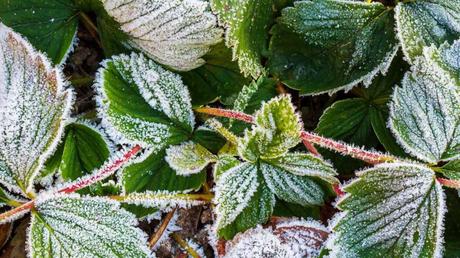 Nahaufnahme von Frost auf Erdbeerblättern 