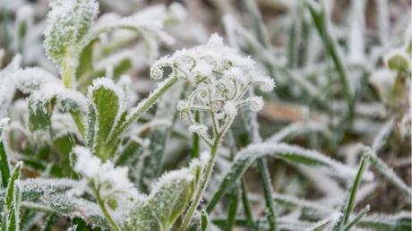 Alten Pflanzenteile dienen im Winter als Schutz und lassen Frost nicht so tief eindringen.