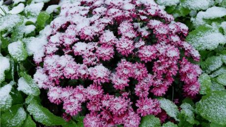Chrysanthemen zugeschneit im Blumenbeet gepflanzt
