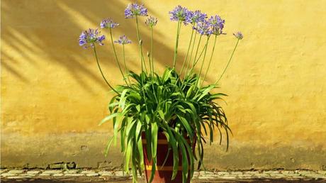 Agapanthus vor gelber Wand