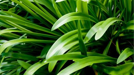 Agapanthus Nahaufnahme Blätter 