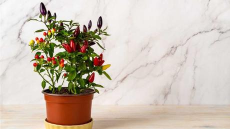 Chilipflanze vor einer Marmorwand