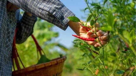 Hand die Chili von Chilipflanze erntet 