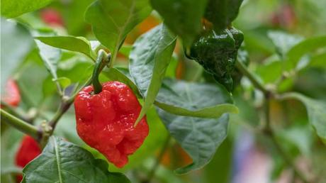 Nahaufnahme einer reifen Chili
