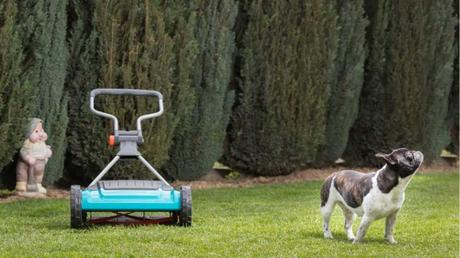 Handrasenmäher steht neben Hund im Garten