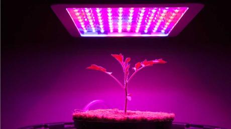 Eine Pflanze unter einer Pflanzenlampe