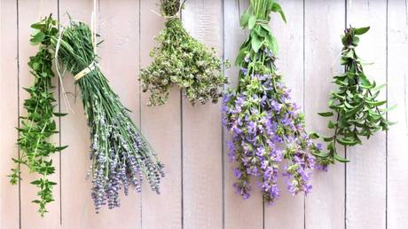 Minze, Lavendel und andere Kräuter vor Holzwand aufgehängt
