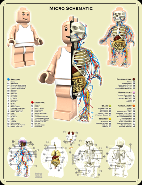 Anatomie eines Legomännchen - Lego Mini Fig Anatomy by Jason Freeny ©