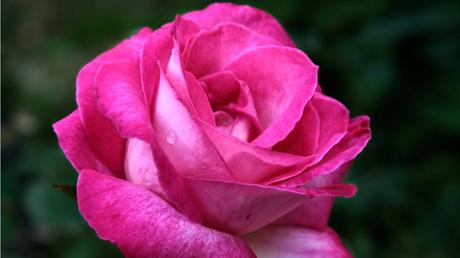 Nahaufnahme einer rosa farbenen Rose