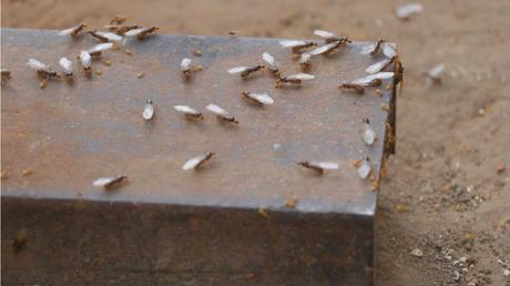 viele fliegende Ameisen auf dem Boden
