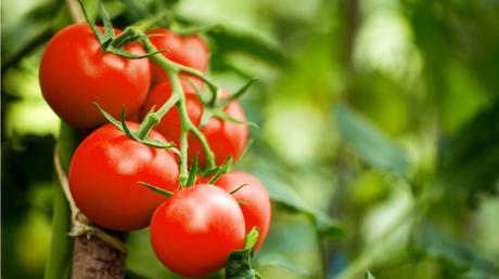 Tomaten hängen an Tomatenpflanze 