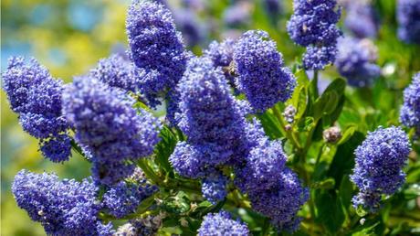 Blüte der Blauen Säckelblume