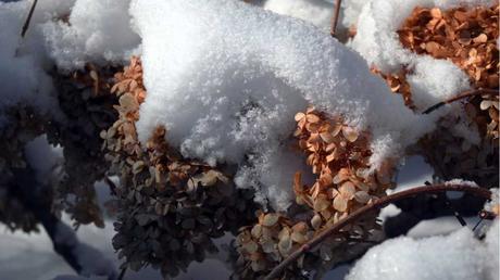 Blüten der Hortensie voller Schnee